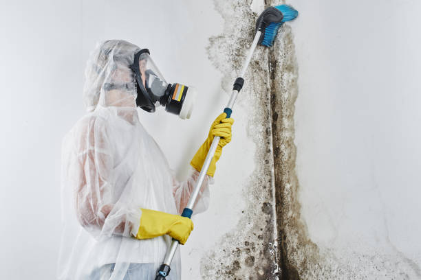 Best Mold Damage Repair  in Bel Air, MD