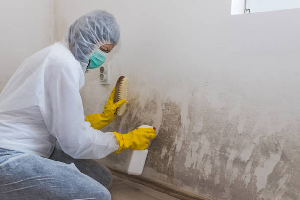 Attic Mold Removal in Bel Air, MD