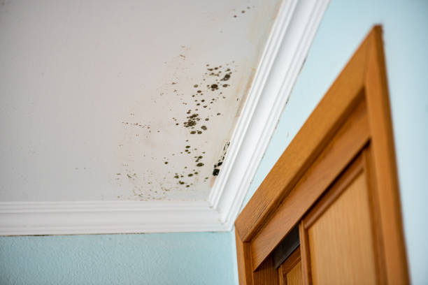 Mold Removal Process in Bel Air, MD