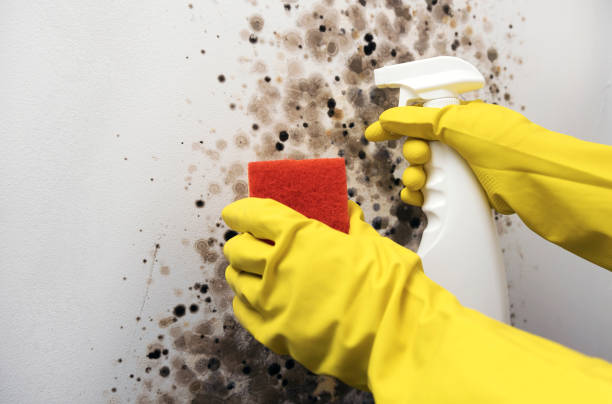 Best Mold Removal Process  in Bel Air, MD