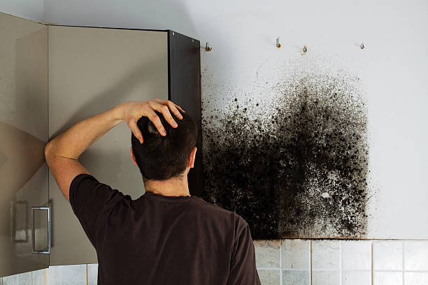 Mold Removal and Inspection in Bel Air, MD