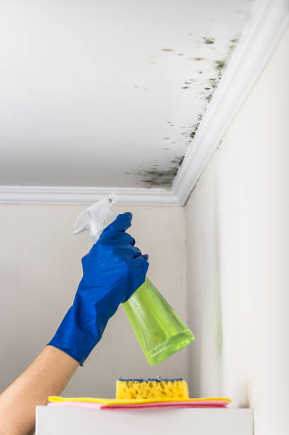 Best Certified Mold Removal  in Bel Air, MD